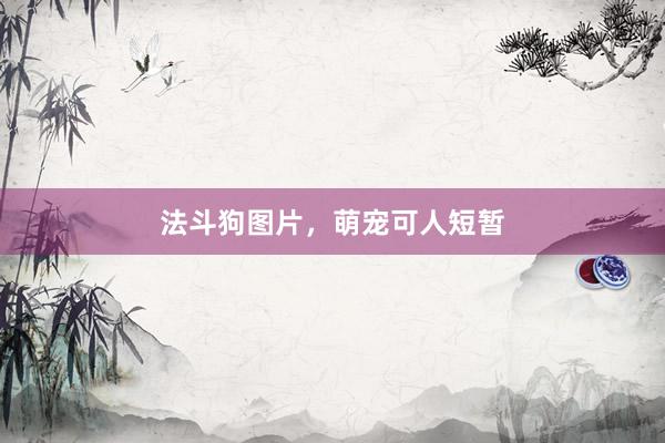 法斗狗图片，萌宠可人短暂